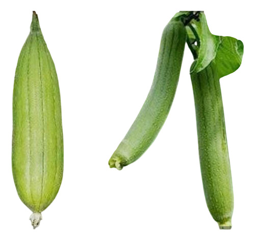 Semillas De Esponja Vegetal Organicas.