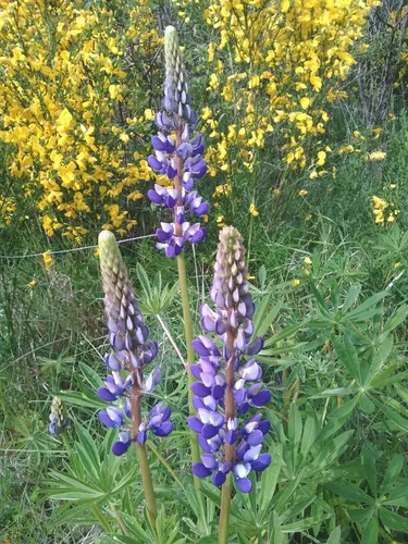 Semillas De Lavanda - Sobre De 50 Semillas