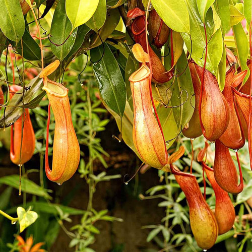 Qauzuy Garden Nepenthes - Semillas De Plantas Para Jarras  