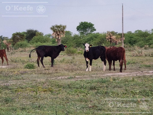 Campo En Venta 1217 Has En Villa Guillermina, Santa Fe.