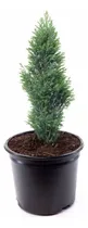Comprar Pino Elwoodii \u002F Pino Azul Woody \u002F Árbol Planta Ornamental
