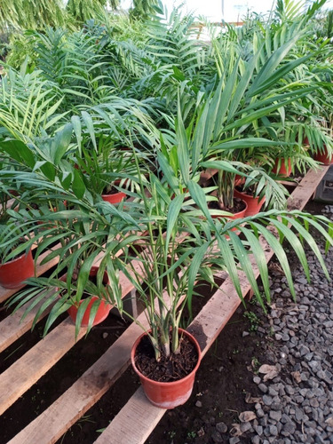 Palmera Chamaedorea-hermosa-e Gratis Caba Y Gba