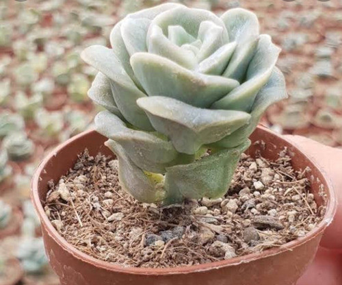 Echeveria Lovely Rose Pote 9