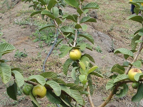 Arbol Guayaba Rosa O Fresa Pregunte Por Costo De Envio