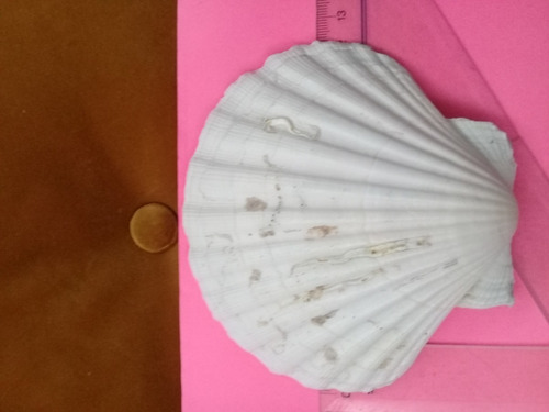 Caracol Concha Marina P/ Servir Mariscos - Pecera - Jabonera (Usado)