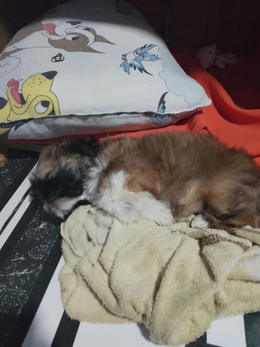 Vendo Um Chitsun De 2 Meses Fêmea