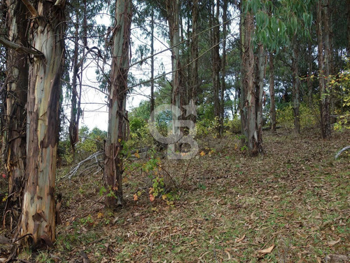 Parcela De Agrado Con Plantación De Eucaliptus | Osorno