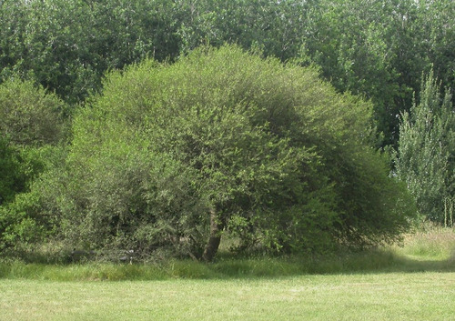 Molle - Schinus Longifolius - 4l