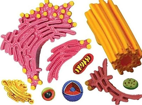 4d Modelo De La Célula Animal 24 Partes 26058