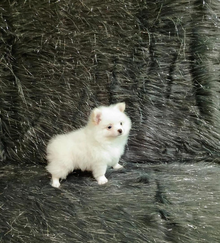 Cachorro Pomerania