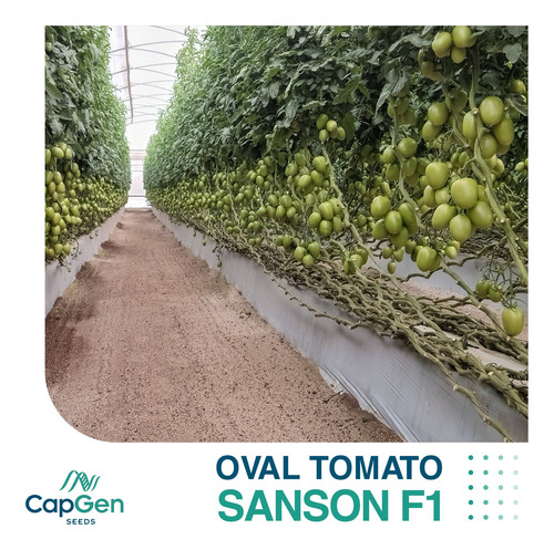 Semilla De Tomate Indeterminado Hibrido Sanson F1 Capgen