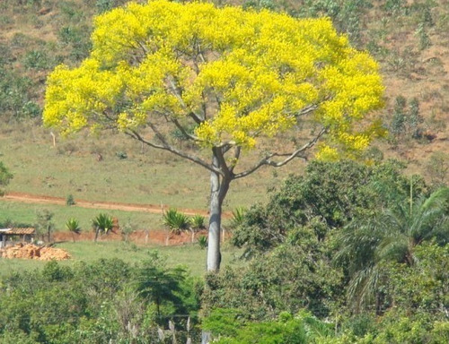 50 Sementes De Paricá, Pinho-cuiabano, Guapuruvu Da Amazônia