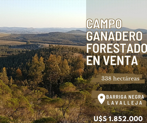 Campo Forestado 338 Hectáreas En Barriga Negra