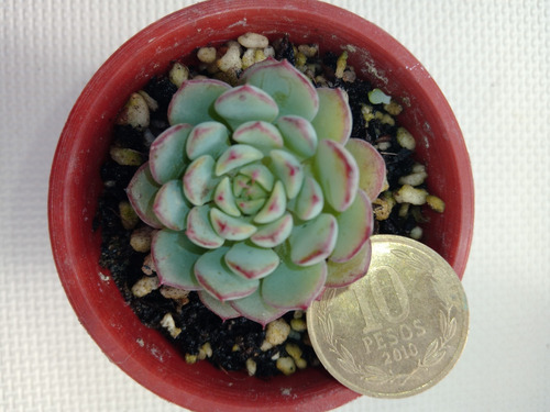 Echeveria Minima 