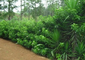 Imagem 10 de 14 de Terreno | 6382 - 6382