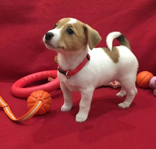 Jack Russell 11 Tricolor