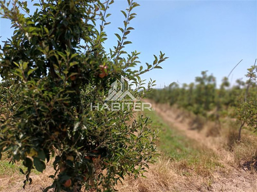 Imagen 27 de 30 de Agrícola En Venta En Curicó