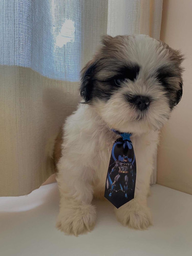 Imagem 1 de 4 de Vendo Shihtzu
