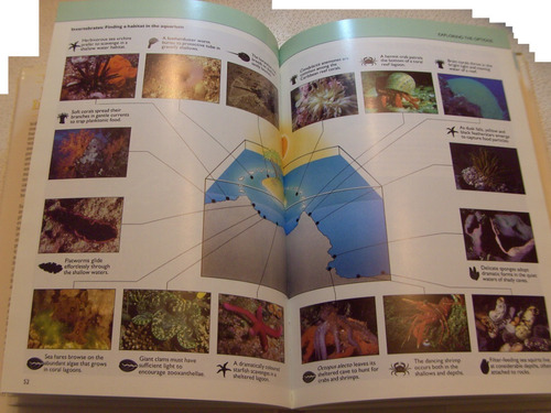 Acuarismo Invertebrados Marinos Camarón Gambas Coral Acuario (Usado)