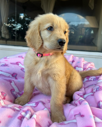 Cachorros Golden Retriever Pedigri Vacunas Tienda De Masco