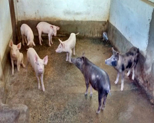 Imagem 22 de 30 de Sitio À Venda Em Juquitiba, - 21 - 32982657