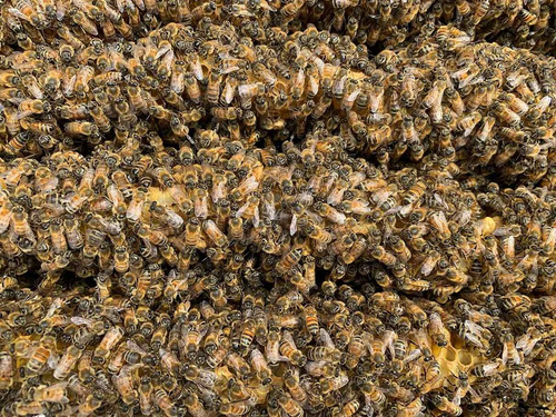 Colmena Abeja- Camara De Cria - Nucleo - Reina - El Dorado (Usado)