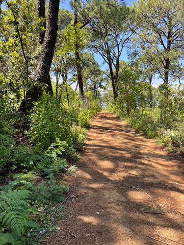 Terreno Boscoso Para Casa De Descanso