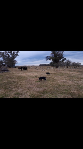 Imagen 4 de 8 de Border Collie Excelente Pedigre Para Monta.