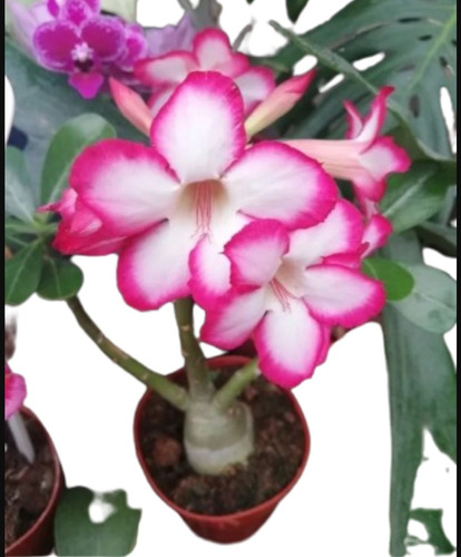 Rosa Del Desierto Adenium M16