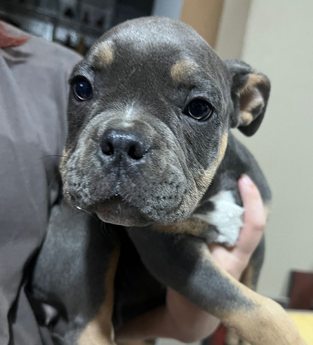 Cachorras American Bully