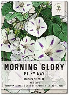 Paquete De 100 semillas, Milky Way Morning Glory (ipomoea Pu