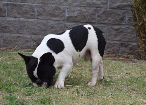 Bulldog Francés Macho Vaquita Adulto Fca Servicio Stud Monta