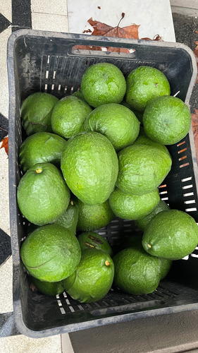 Palta Fresca Recién Cosechada