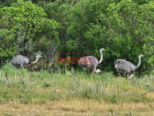 Imagen 29 de 30 de Venta Campo Ubicado En Garzón