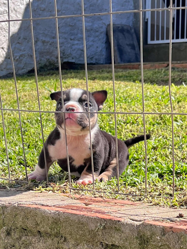 American Bully Black Tricolor Con Pedigree