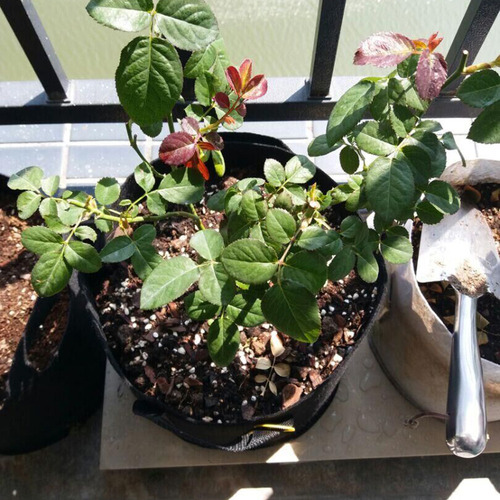 Generic 5 Sacos De Cultivo Não Tecidos Com Alças -
