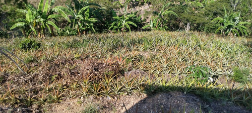 Imagen 7 de 18 de 6 Manzanas En El Zapote San Pedro Pinula Jalapa