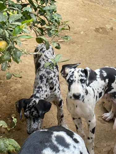 Dogue Alemão Merle Arlequim E Boston Lindíssimos