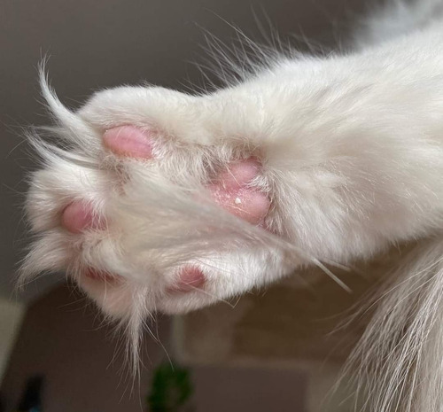 Gatitos Angora Turco