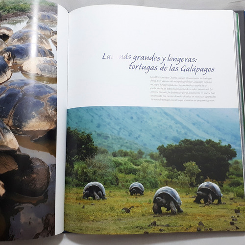 Libro - Animales De América: Migraciones Y Grandes Concentra (Usado)
