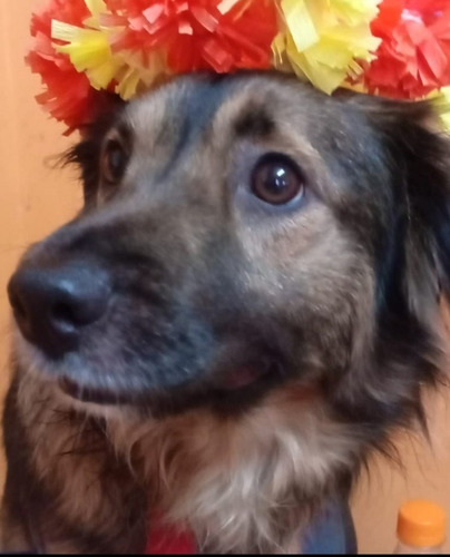 Imagen 4 de 4 de Guardería Canina