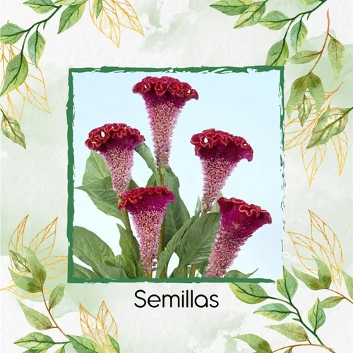 50 Semillas Orgánicas De Flor Terciopelo