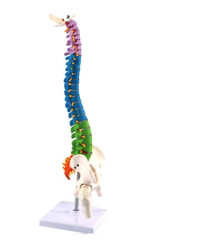 Modelo Anatómico Columna Vertebral 45cm Con Cadera - A Color