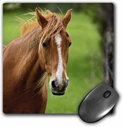 3drose Llc 8 x 8 x 0.25 inches Mouse Pad, Caballo Cades C