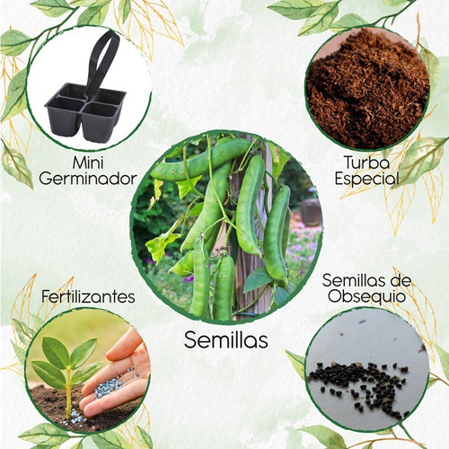 10 Semillas De Planta Canavalia + Mini Kit De Germinación