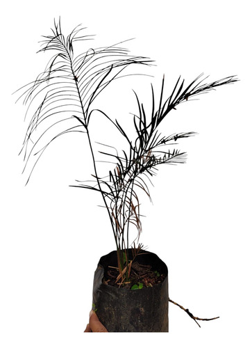 Macrozamia Johnsonii
