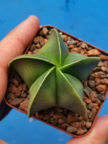 Muda Cacto Estrela Astrophytum Myriostigma Nudum Grande | MercadoLivre