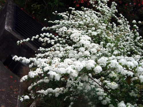 Spiraea Cantoniensis ( Corona De Novia )  10lts