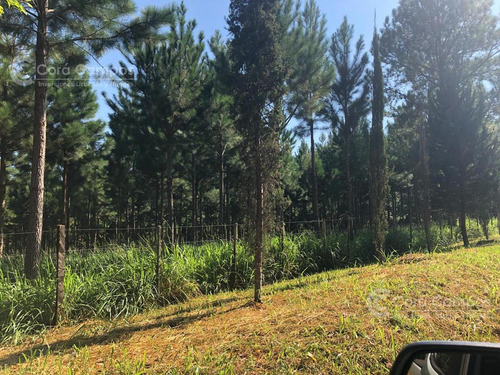 Imagen 5 de 20 de Se Vende Campo 70 Ha Con Gran Casa. Santo Pipó Misiones. Arroyo Y Pino. Suelo Para Yerba.