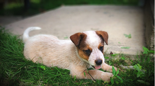 Cachorros Pastor Australiano Ganadero Excelente Genética